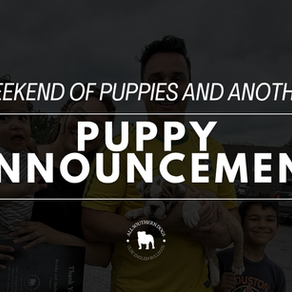 Go Home Day at All Southern Dogs | Full Weekend + Full Hearts | Olde English Bulldog Puppies Available Soon!