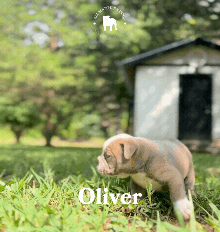 Oliver