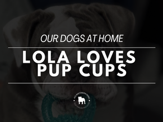 Lola | Hates No + Loves Dunkin' | Pre-Reserve Your Next Old English Bulldog Puppy
