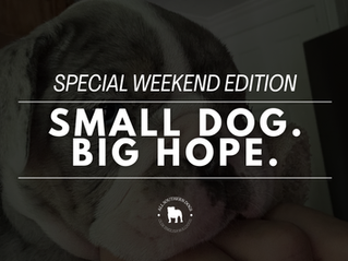 Small Dog. Whole Heart. Read About Hope. [Special All Southern Dogs Weekend Edition]