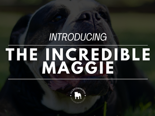 Meet Maggie. She Sits Like a Person and We Have No Notes.