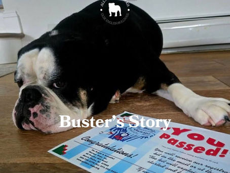 From Southern Soil to Northern Souls: Buster the Bulldog is Changing Lives
