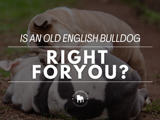 Is an Olde English Bulldog Right For You?