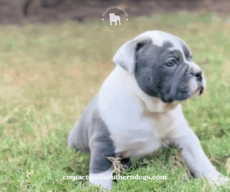 Five Week Old Olde English Bulldog Puppies