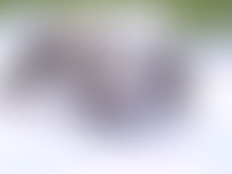 Finding Your Family's Perfect Match: Olde English Bulldogs