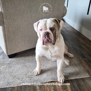 Warning: Moose Will Steal Your Heart