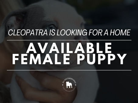 Cleopatra = Available Female Olde English Bulldog Puppy