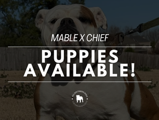 Something Extraordinary Is On The Way: Hint - Puppies