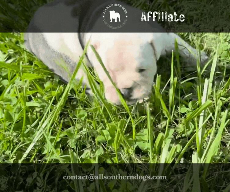 Olde English Bulldog