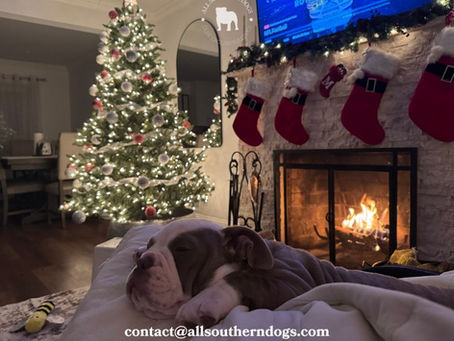 Christmas is a Season of Love, An OLDE English Bulldog Provides A Lifetime of Loyalty