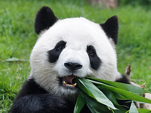 Macau Panda