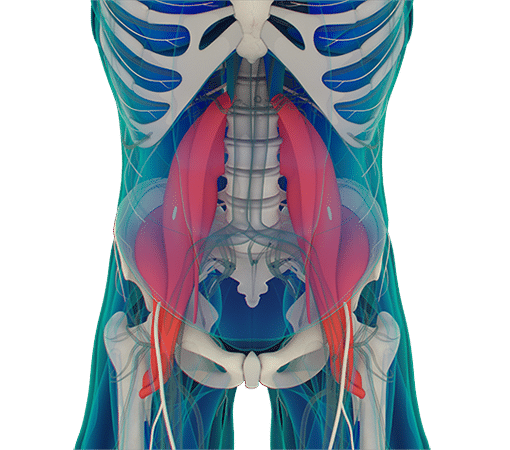 Psoas: de spier die je helpt spanning los te laten
