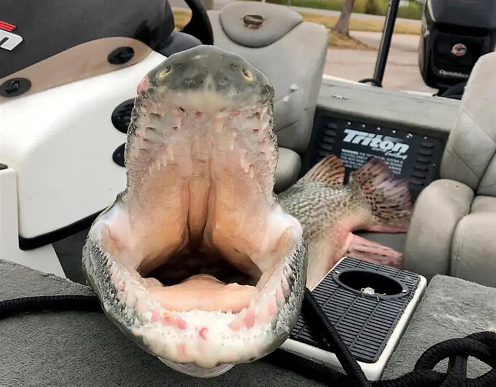 Alligator gar are a species of fish that are found in Alabama, particularly in the southern parts of the state. These fish are known for their unique appearance, which includes a long snout filled with sharp teeth, armored scales, and a distinctive alligator-like appearance. Alligator gar are also one of the largest freshwater fish species in North America, with some individuals reaching lengths of up to 10 feet and weights of over 300 pounds.