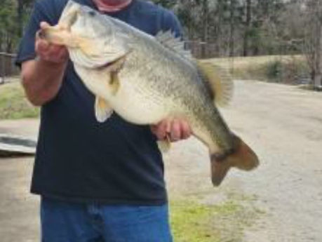 Lake Record 15.36-Pound Largemouth Bass On Louisiana’s Bussey Brake
