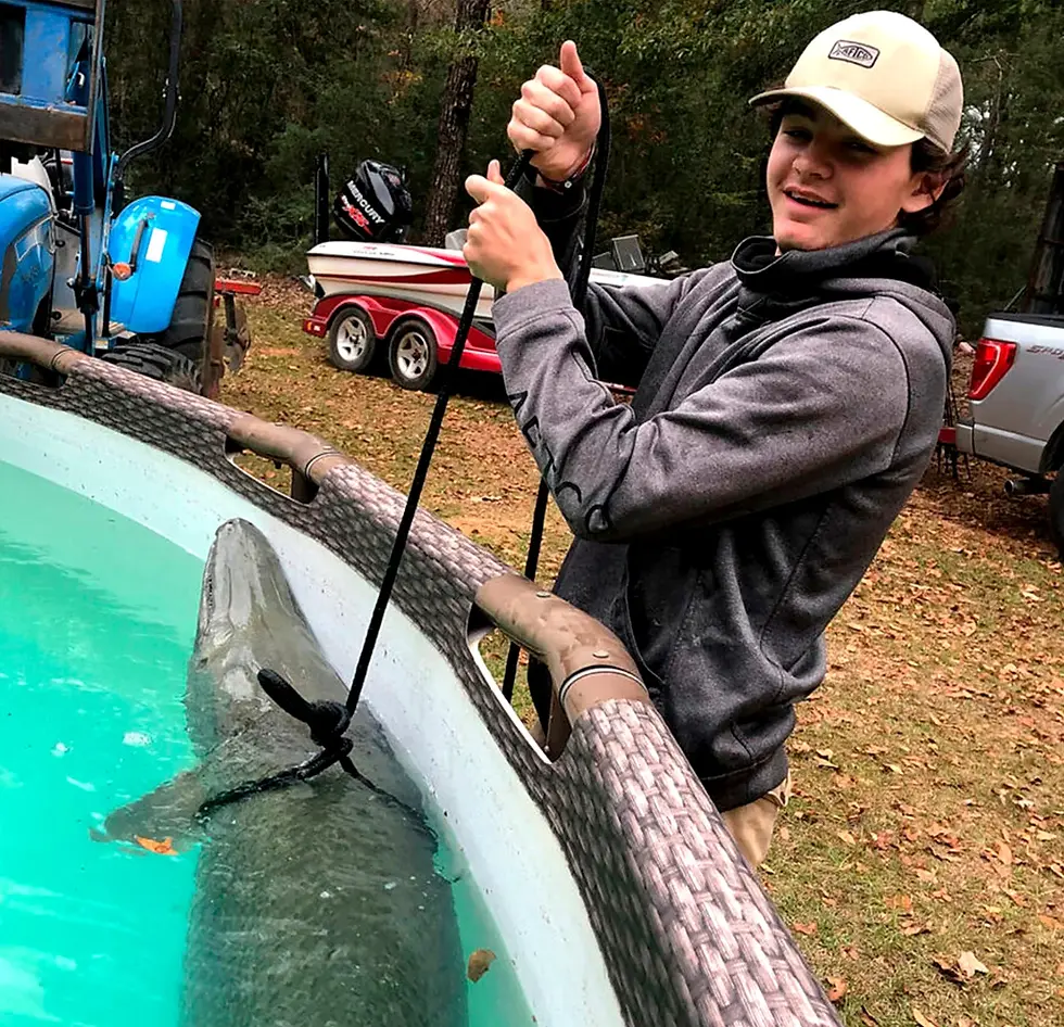 Alligator gar are a large, prehistoric-looking fish that are native to the southern United States, including Alabama. They are known for their long snouts filled with sharp teeth and can grow to be quite large, with some individuals reaching over 300 pounds.