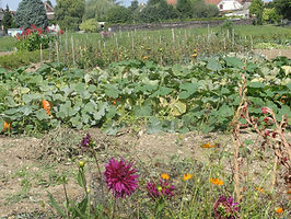 jardins communaux.JPG