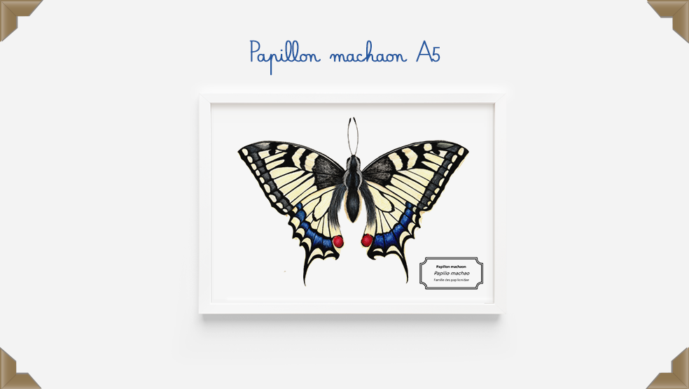 Affiche Papillon machaon A5