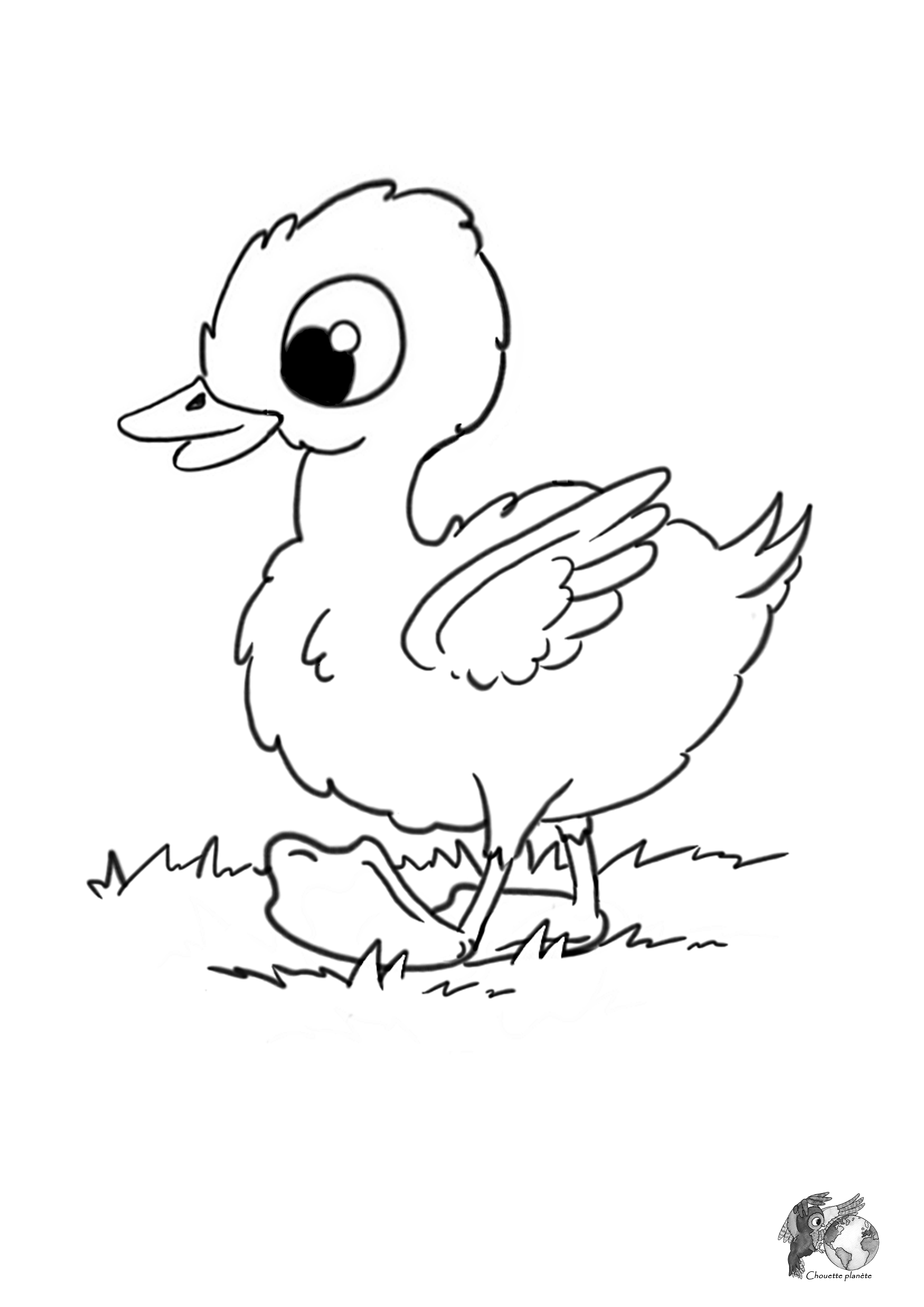 Coloriage pissenlit caneton