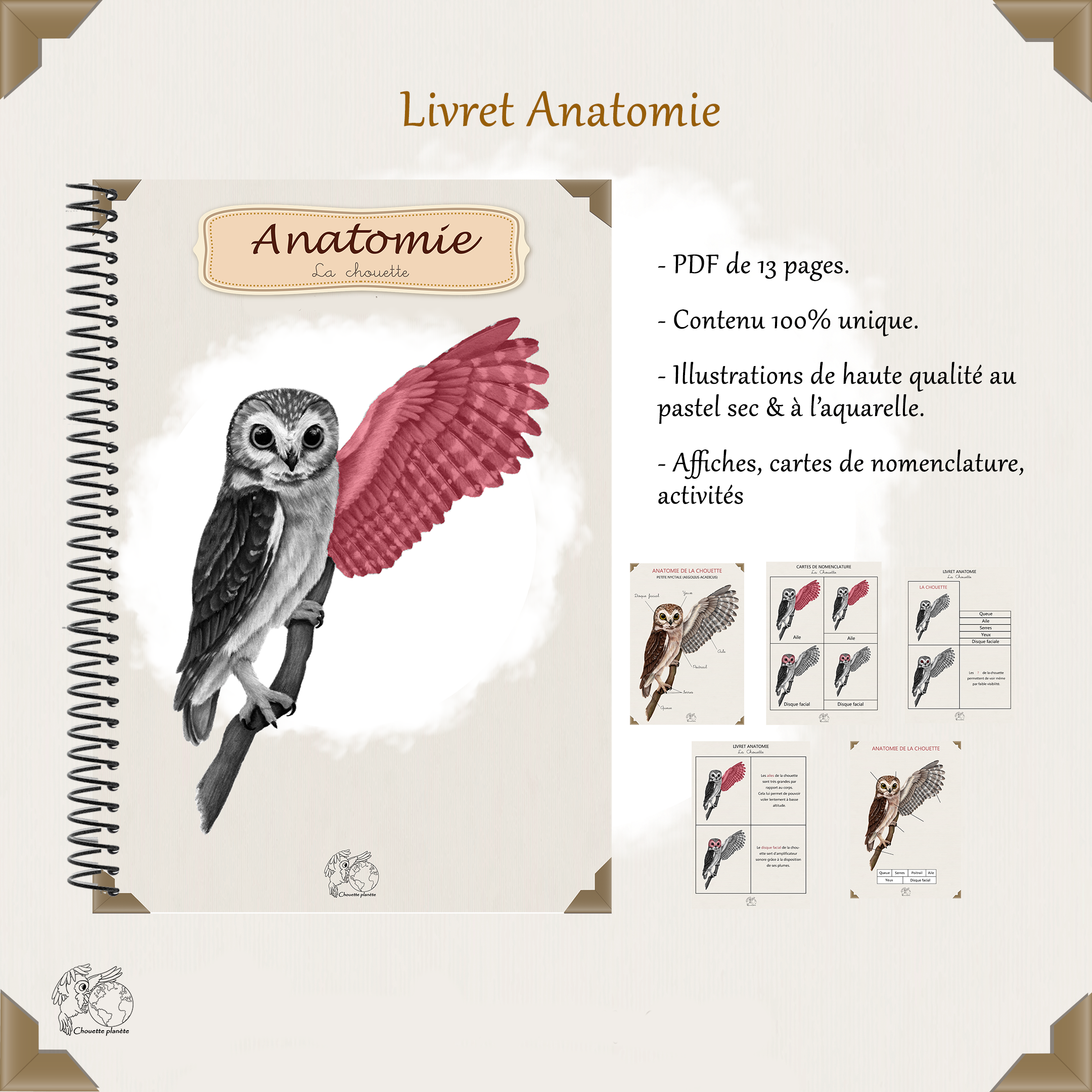 Anatomie, la chouette