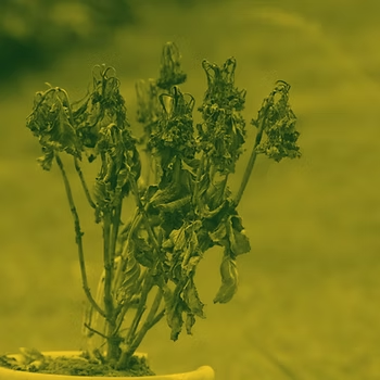 "What Doesn’t Kill You" & "Polyphony" by Erica Wheadon 