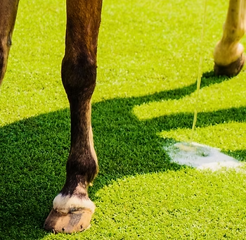 "‘jumentous’ means resembling the urine of a horse, especially in odor ", "childhood dreams of a kid who fell on his head one too many times", & others by Tobias Seim