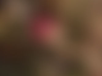 LE LÉGUME-ROI DU SOLSTICE D’HIVER DANS MON SAPIN 