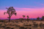 joshua-tree-banner.jpeg