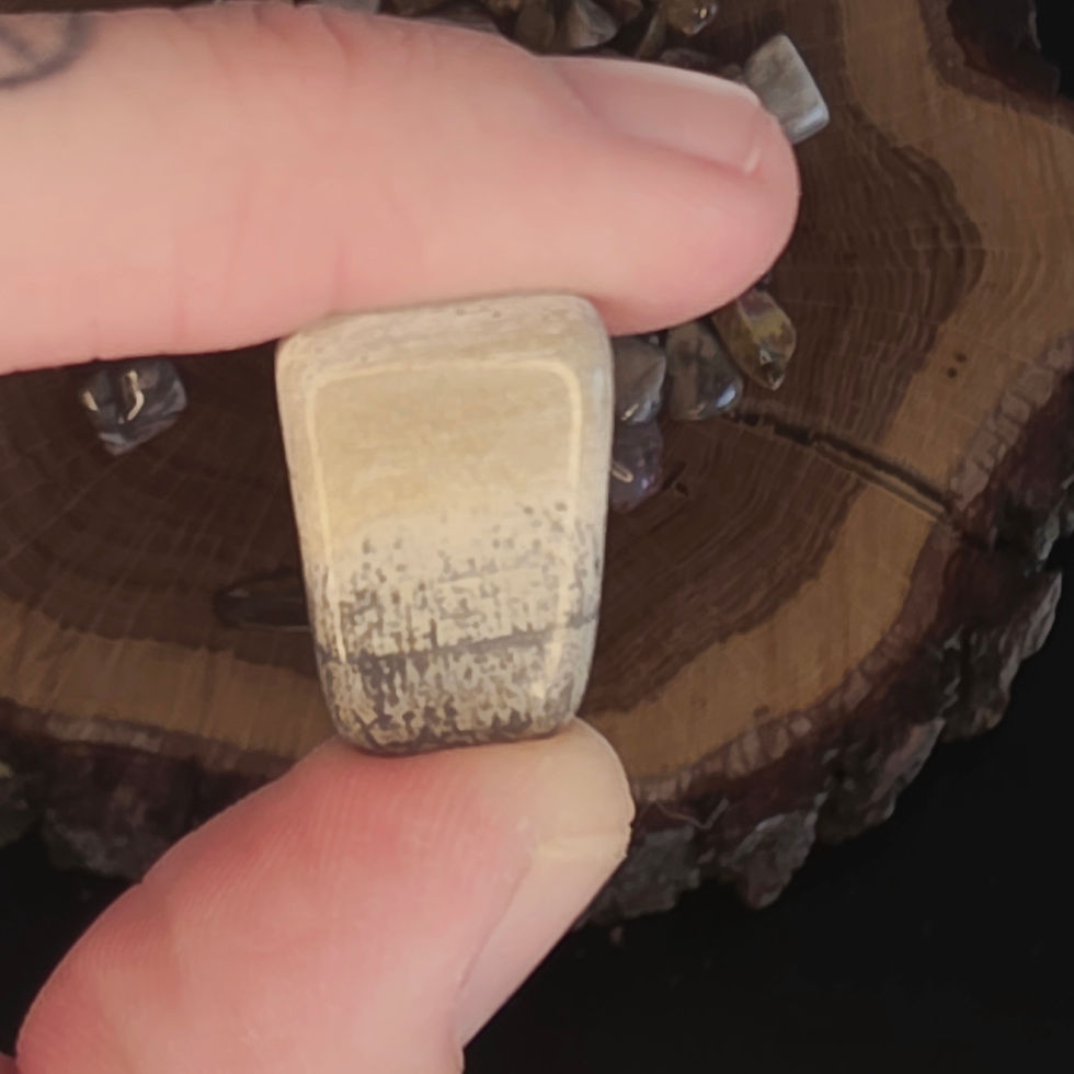 Thumbnail: Petrified Wood Tumbled Stones - Ethically Sourced from Madagascar - A Grade
