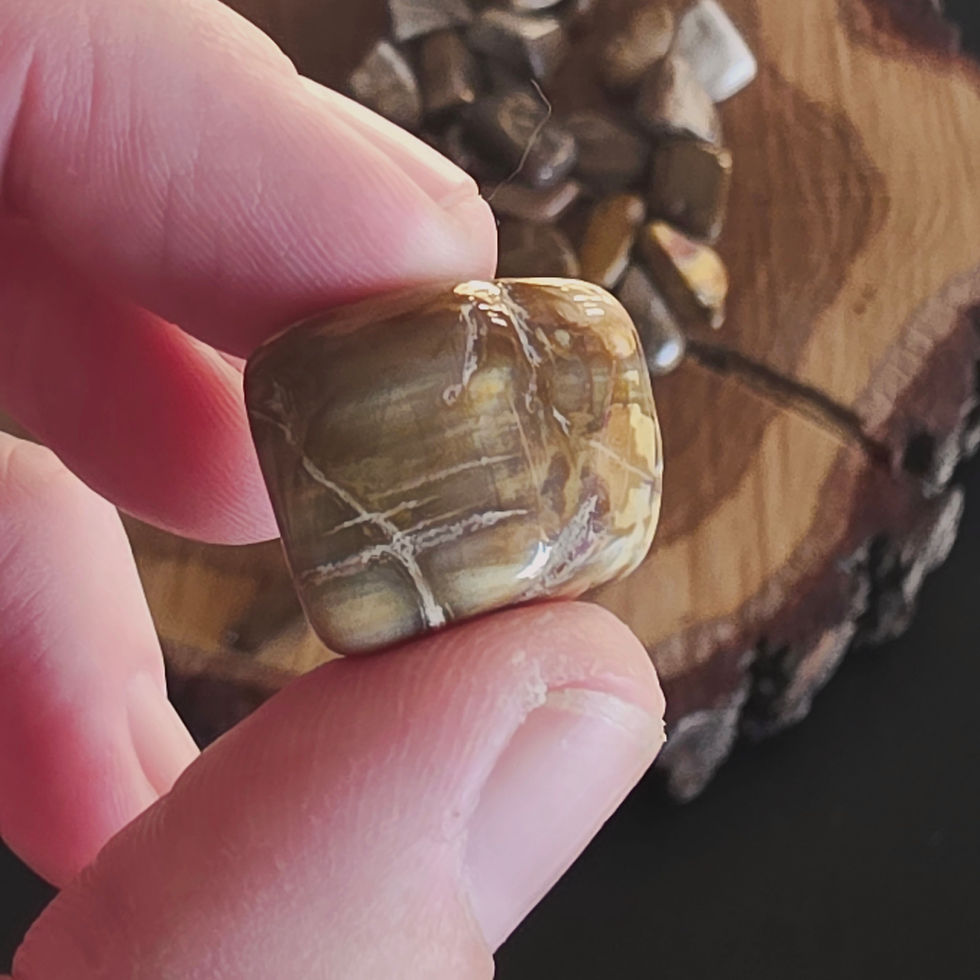 Thumbnail: Petrified Wood Tumbled Stones - Ethically Sourced from Madagascar - A Grade
