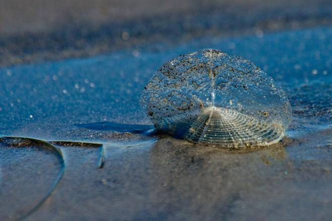 CONMOCIONA MORTANDAD
DE MEDUSAS Y LANSGOSTILLAS