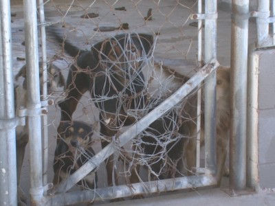 Gobierno Descuida la Salud Pública: Veterinarios