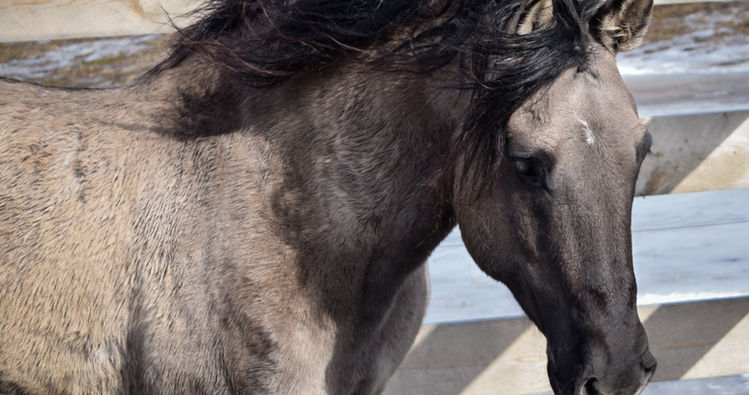 Toro and Patron 432.jpg