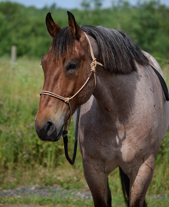 DSC_0463.jpg