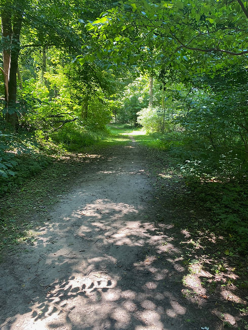 a beautiful woodland path