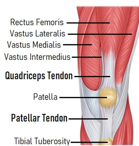 knee_anatomy_full_edited.png