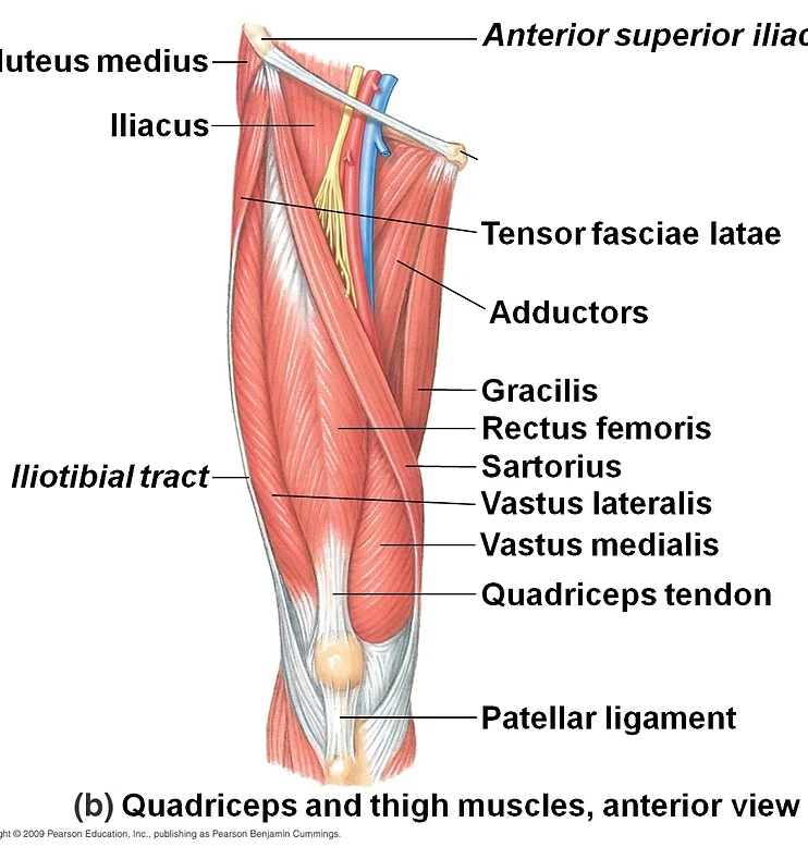 knee_anatomy_full_edited.png