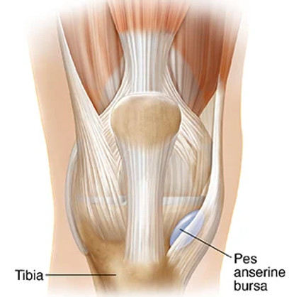 Mecilex гель для суставов. Мышцы и связки коленного сустава спереди. Связки и сухожилия коленного сустава. Сухожилия гусиной лапки коленного сустава. Артрофикс крем для суставов.