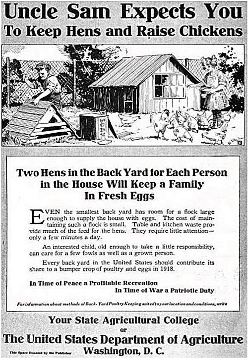 Why everyone should have chickens!