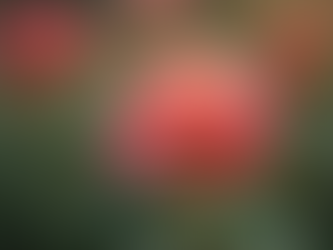 Aşkı Yetiştirmek: İlknur Serkan ile Sohbetler