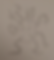 octopus.png