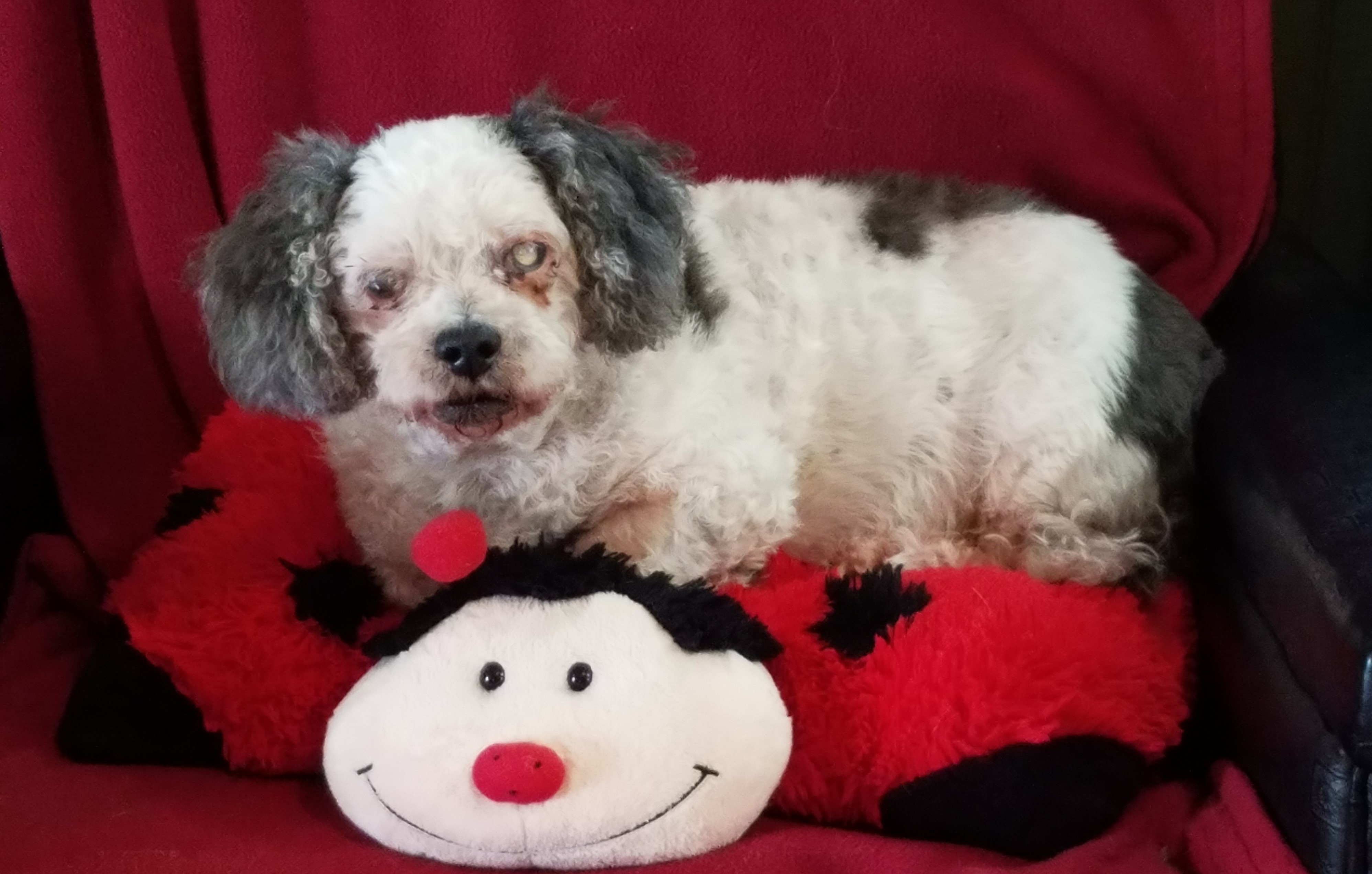 Senior Scenter resident