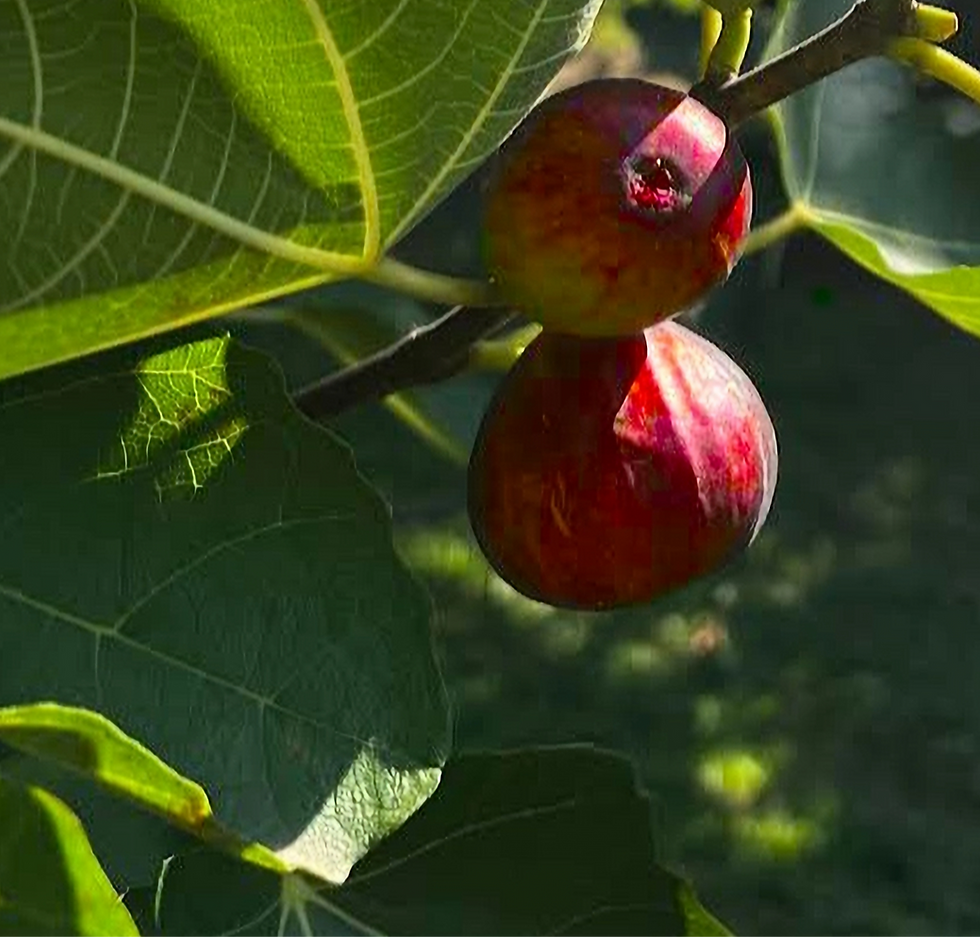 ripe figs on a tree