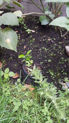 IMG-20211102-WA0100.jpg
