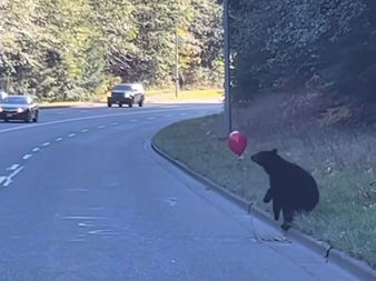 Can you learn from a Bear?