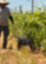 Dog.jpg