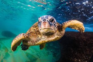 Hawaiian Green Sea Turtle cruising in th