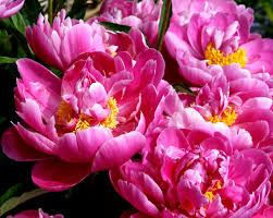 Oshawa Peony Festival - Sunday, June 7, 2026