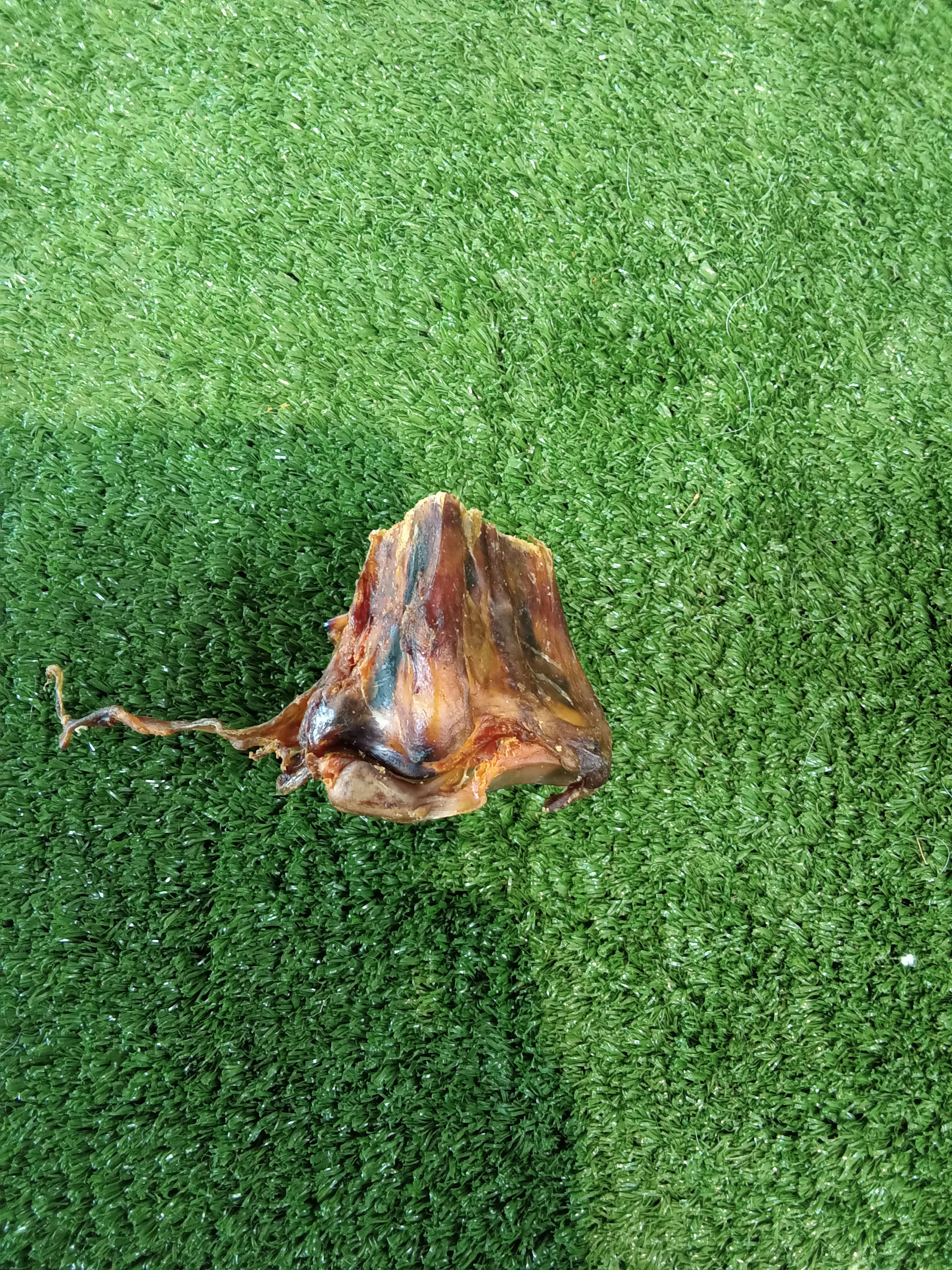 Ostrich Knuckle Bone- Small