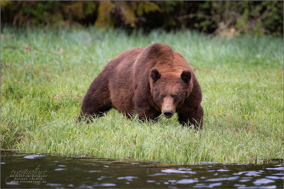 grizzly11