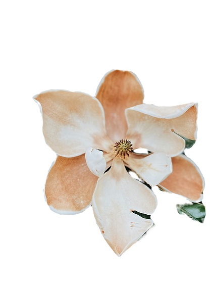 chelsea-audibert-dT3Wt7_Lggw-unsplash_ed